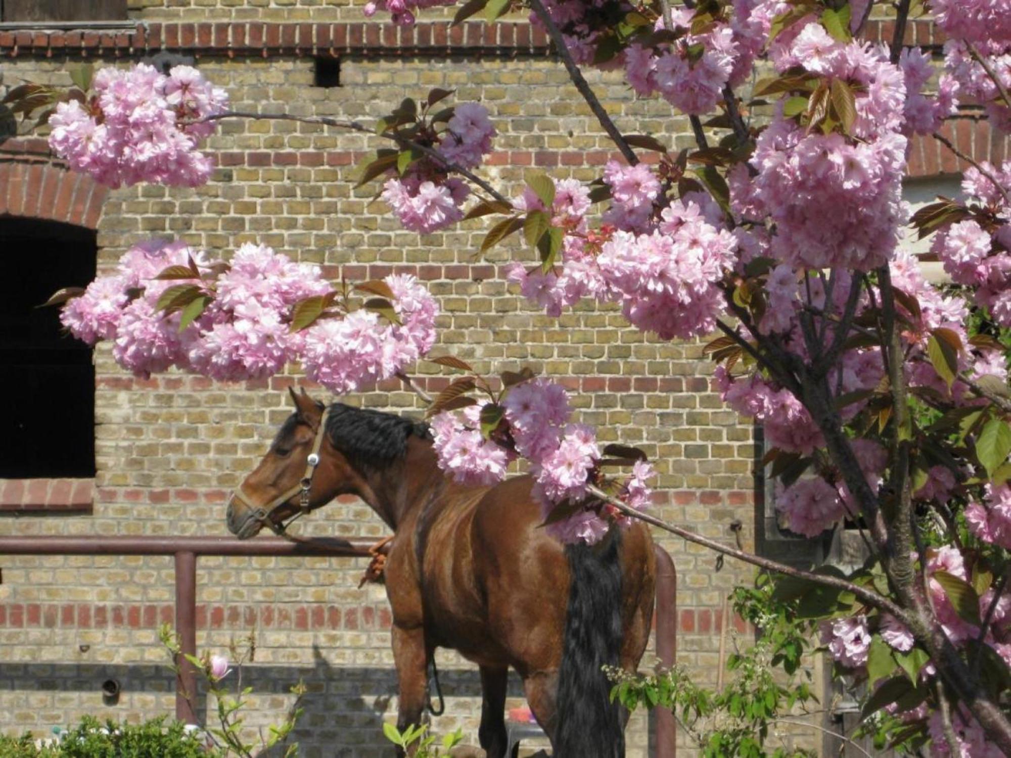 Ferienwohnungen Luisenhof Paretz Exterior foto